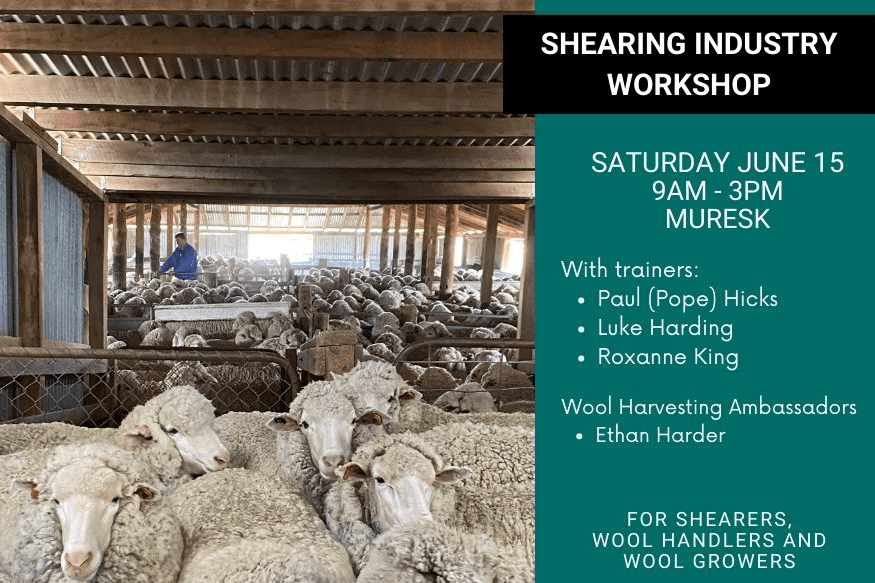 Shearer and Wool Handler Training