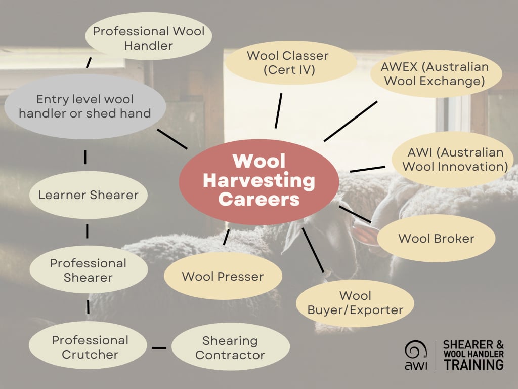 wool-harvesting-careers.jpg