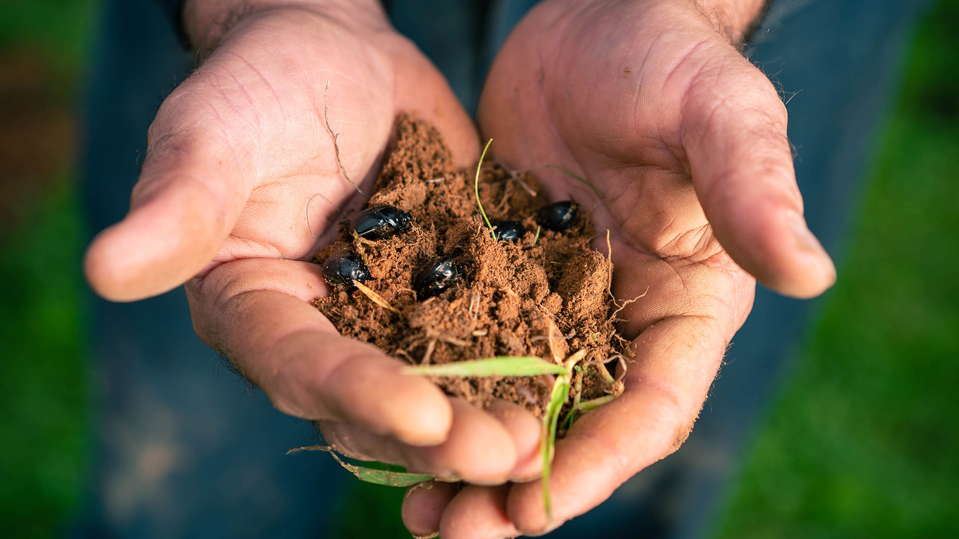 Dung Beetles