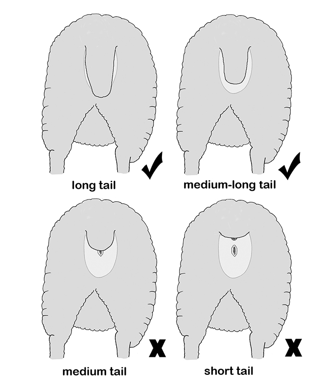 Tail length matters!