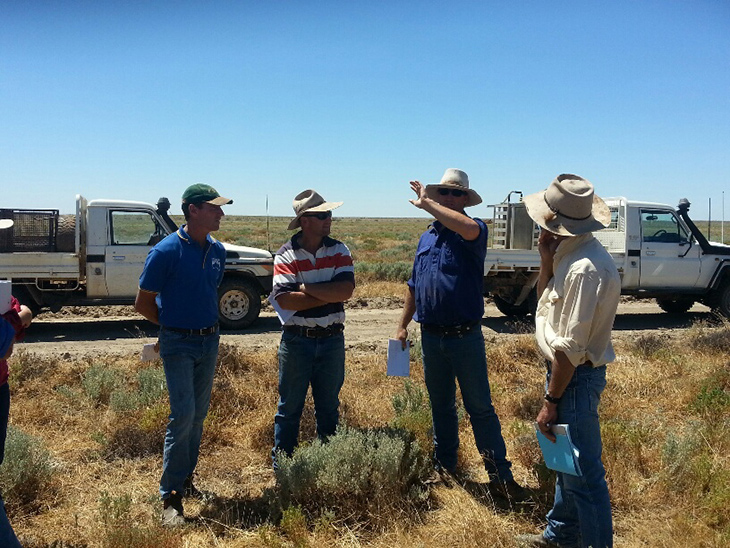 Lifetime ewe management in the pastoral zone