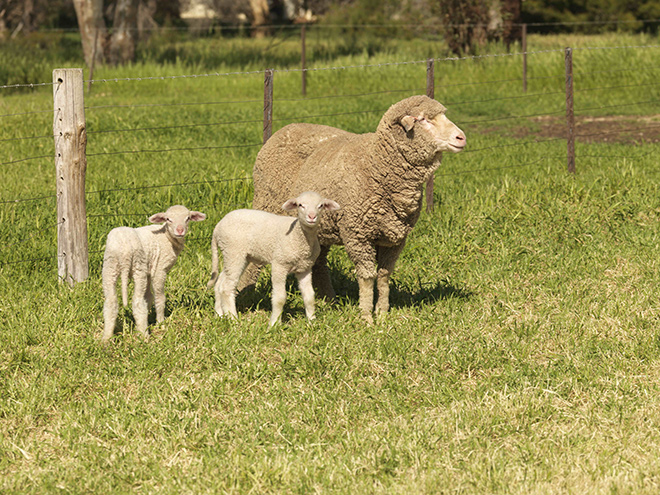 Pregnancy scanning – an ‘ultra sound’ investment averaging $5.75/ewe profit
