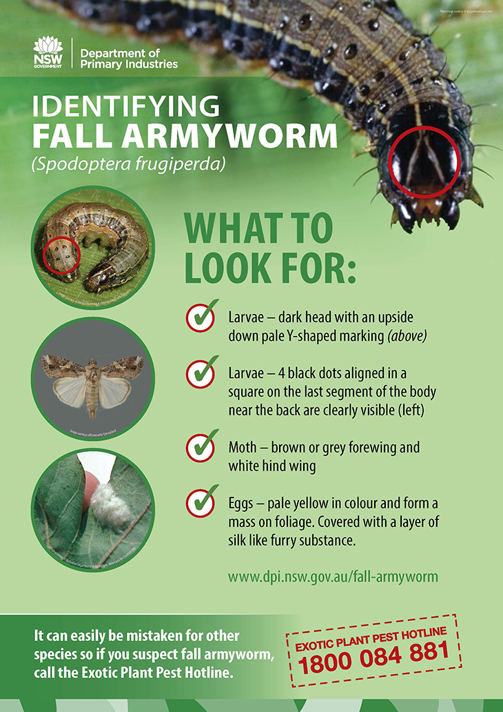 identifying-fall-armyworm-poster.jpg