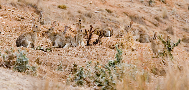 Get the timing of RHDV release right to manage rabbits