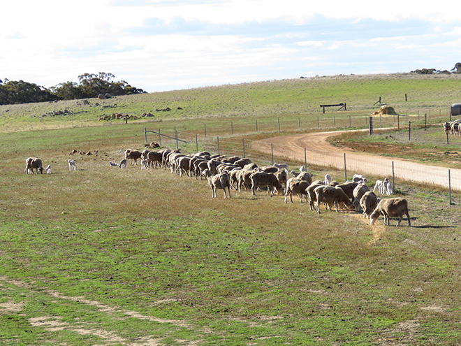 Supplementary feeding R&D for lamb survival
