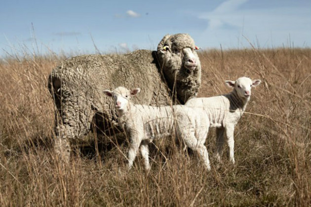 New research for sheep producers making headway with scanning