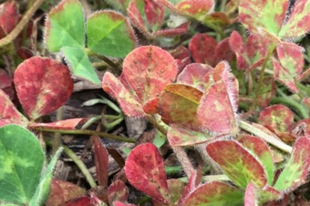New tool tackles subterranean clover Red Leaf syndrome