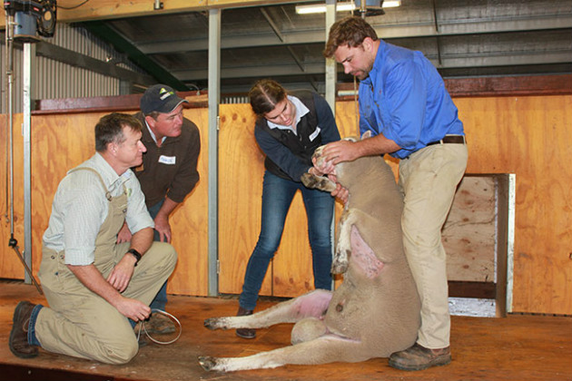 RAMping Up Repro workshop enables woolgrowers to best manage their rams pre-joining