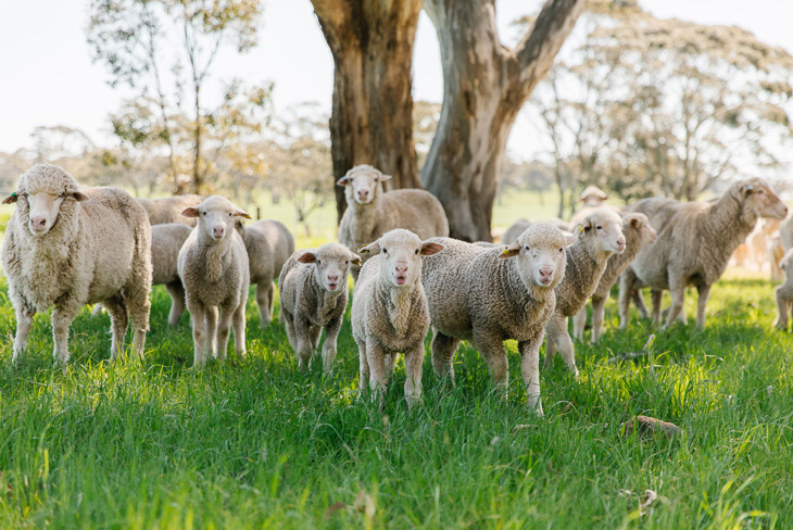 Sustainability scorecard released for Australian sheep and wool industry