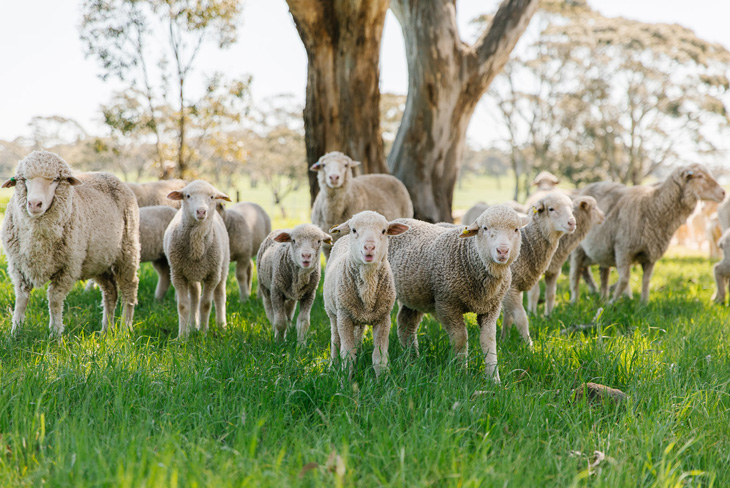 Sustainability scorecard released for Australian sheep and wool industry