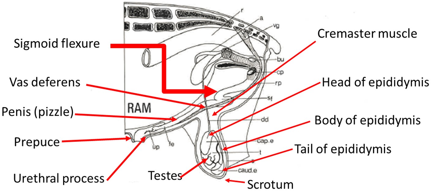 250711 RUR_ram anatomy.jpg