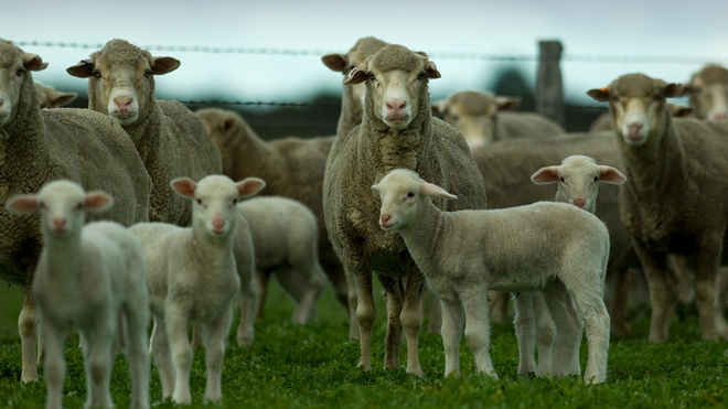 A group of Lambs