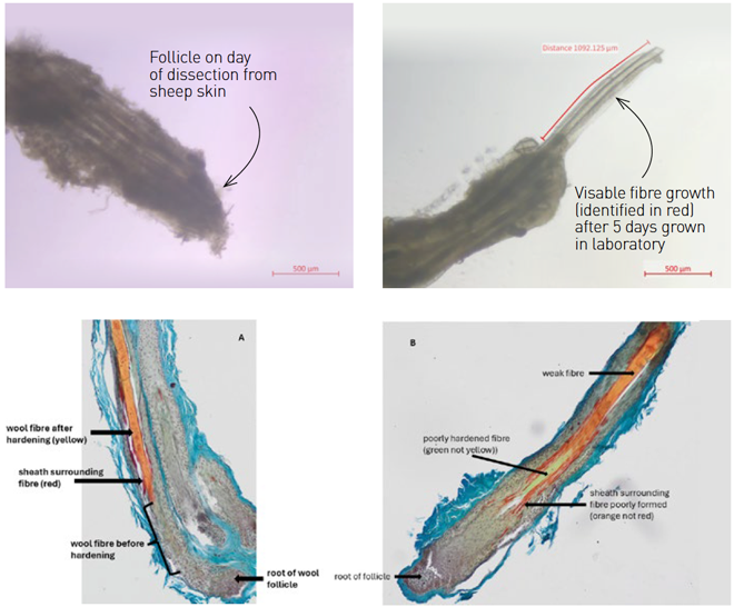 A four-panel scientific comparison showing wool follicle growth in a lab; the top images track a single follicle from day of dissection to 5 days of growth, while the bottom microscopic cross-sections (A and B) contrast a healthy wool fibre with a bioharvested "weak fibre" showing a poorly hardened sheath. (https://www.wool.com/wool-harvesting)