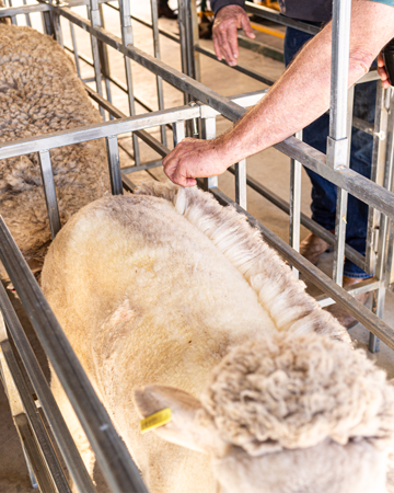 A close-up view of a person's hand gently parting the thick wool on the back of a Merino sheep held in a metal race, demonstrating the "clean break" point achieved through bioharvesting research. (https://www.wool.com/wool-harvesting)