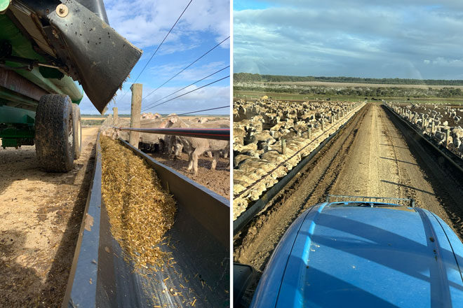 A composite image showing a grain cart dispensing feed into a long black trough (left) and a view from a blue tractor looking down a wide central laneway between fenced sheep containment pens (right). (https://www.wool.com)