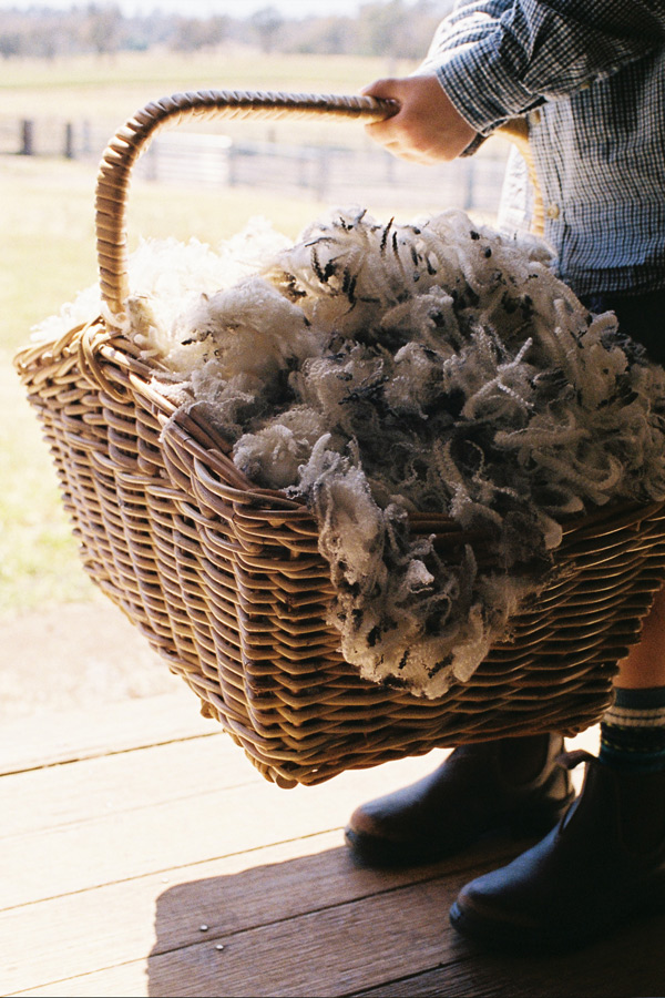 Wicker basket filled with freshly shorn raw wool fleece on a rural sheep farm