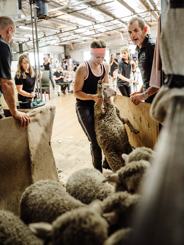 Shearing competition scene with shearer handling a sheep among a flock indoors