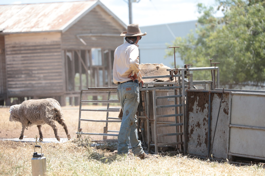 Farmer working with sheep at a drafting gate in a dry paddock beside a rural shed