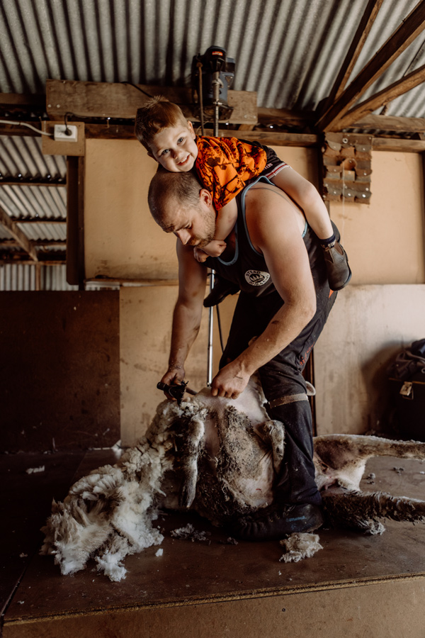 Man shearing a sheep in a shearing shed while a young child sits on his shoulders, showing family involvement in wool production