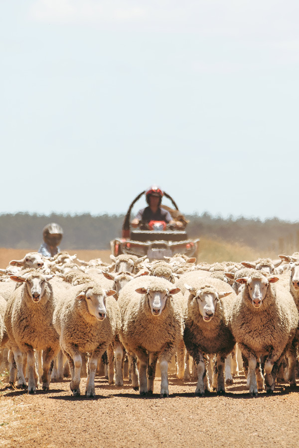Flock of sheep moving along a dusty farm track with a motorbike and riders following behind