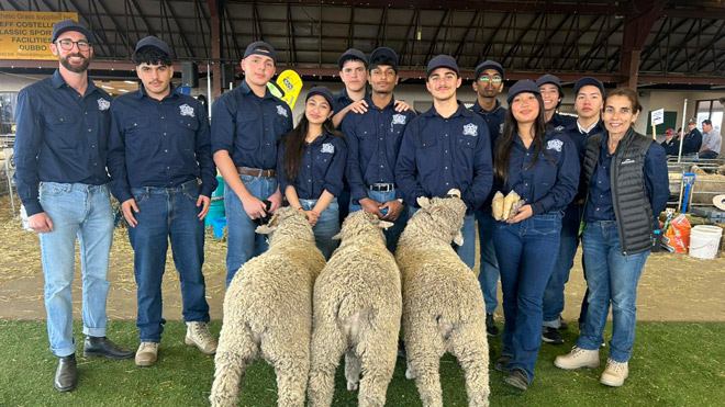 NSW students presenting a team of three Merino wethers for judging at a regional sheep show.