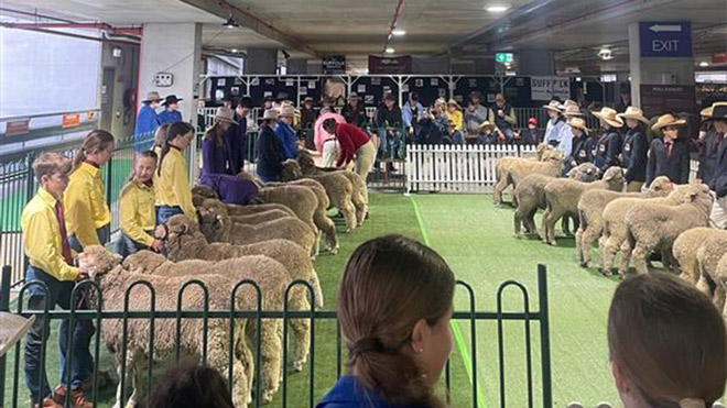 Queensland agriculture students examine the wool and body condition of a Merino wether in a yard.