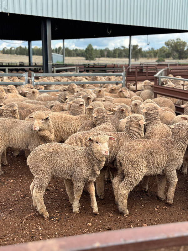 Merino sheep in a livestock yard at an Australian wool farm