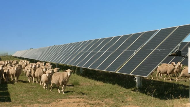 solargrazing-inline1.jpg