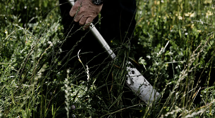 Grasses