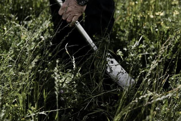Grasses