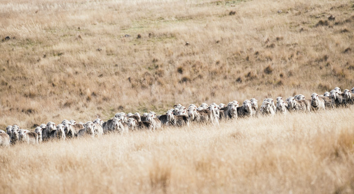 Grazing Management