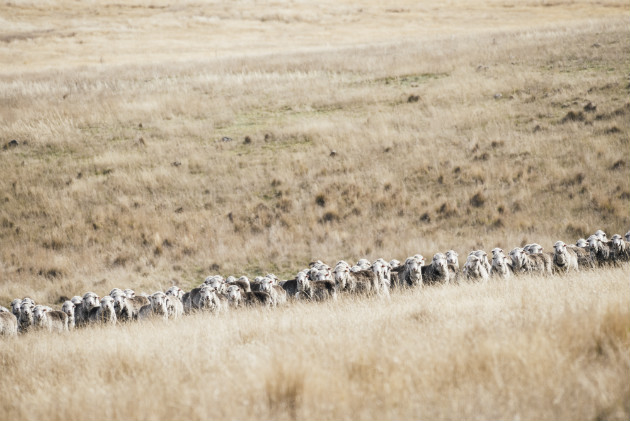 Grazing Management