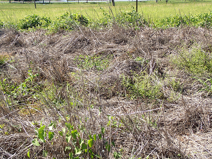Pasture dieback
