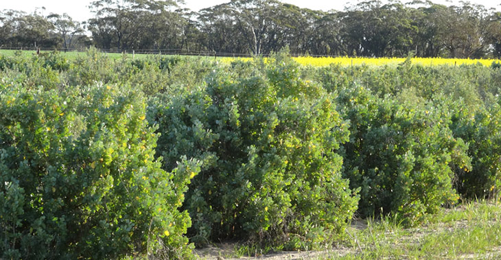 Shrubs