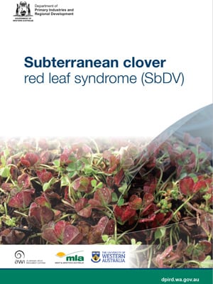 sub-clover-red-leaf-syndrome-call-out-box.jpg