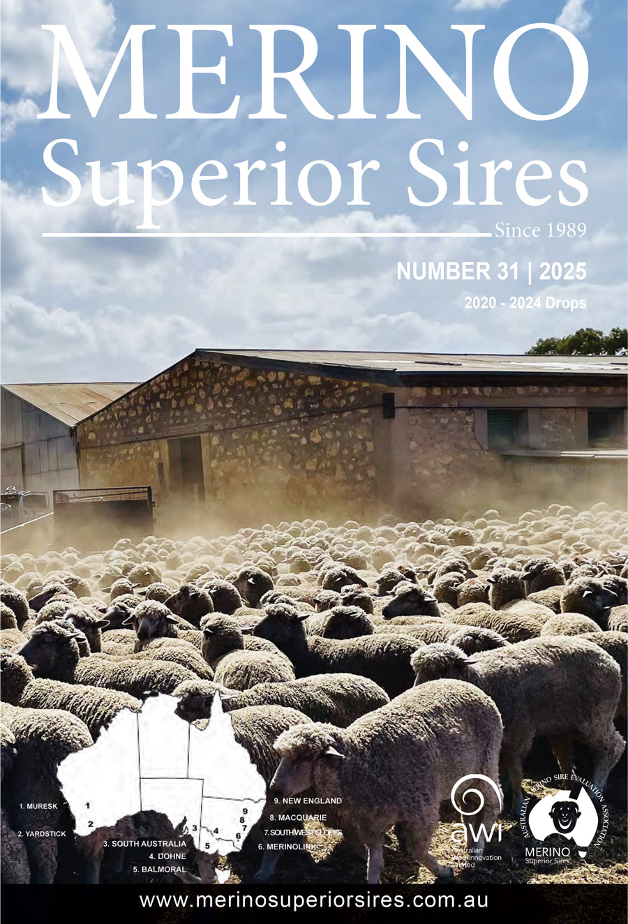 merino-superior-sires-31-inline.jpg