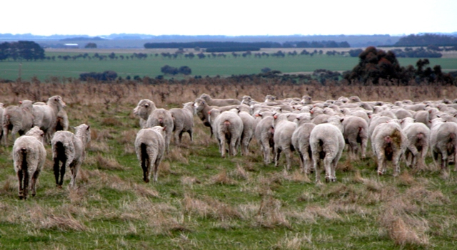 A flock of sheep walking across a grassy paddock in a rural landscape with open fields and trees in the background.