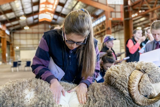 Stockmanship and Merino Visual Classing Workshop Material