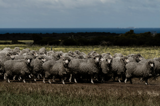 National Wool Research, Development and Extension Strategy