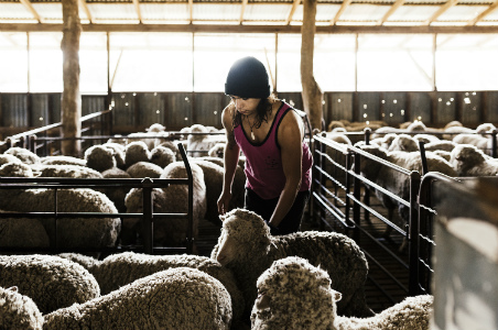 Health Policy for sheep shearing