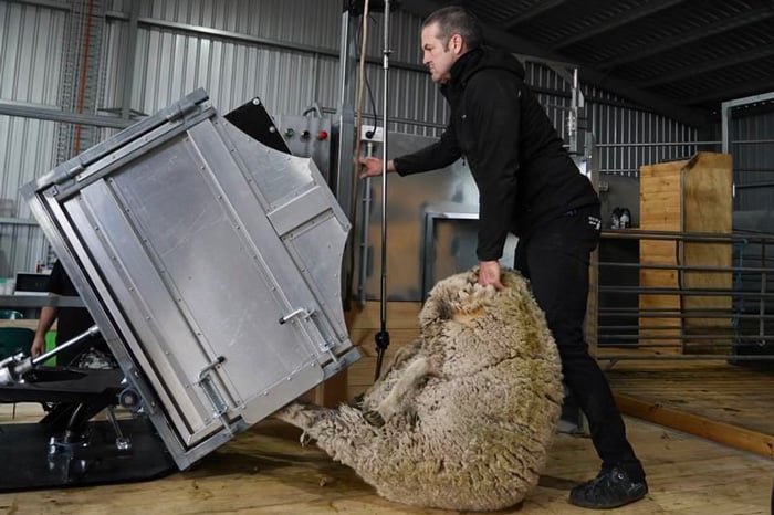 Modular sheep delivery unit to eliminate catch and drag