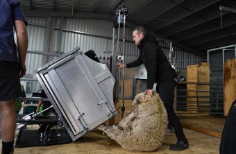 Sheep Delivery Unit