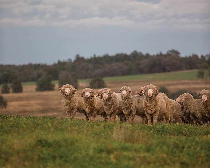 Rams