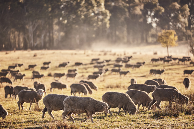 Breeding for Breech Strike Resistance