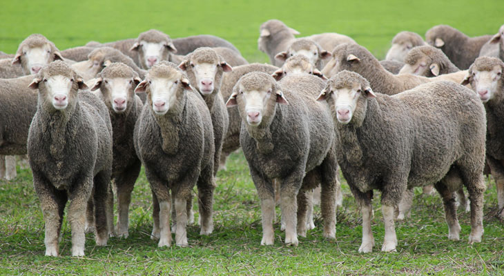 Breeding and Selection for Flystrike Resistance