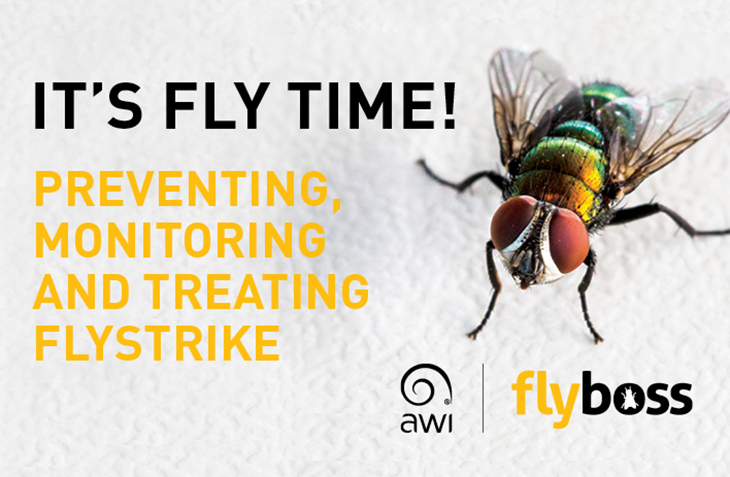 It’s Fly Time!