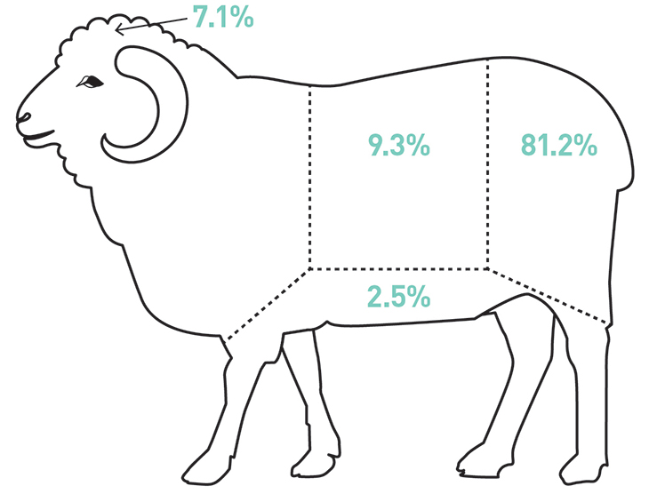 sheep-horn-resized.jpg
