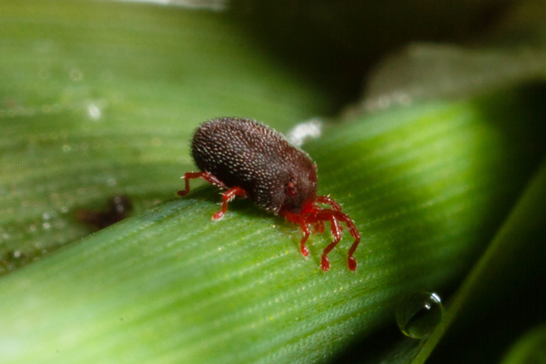 Balaustium-mite.jpg