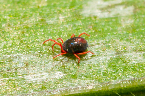 Blue-oat-mite.jpg