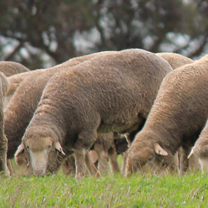 merino_dohne_genetictrends.jpg